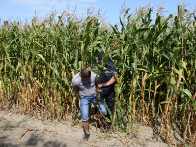 Złodziej w polu kukurydzy - Policja/Krotoszyn