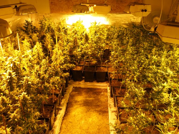 marihuana śrem - Wielkopolska Policja