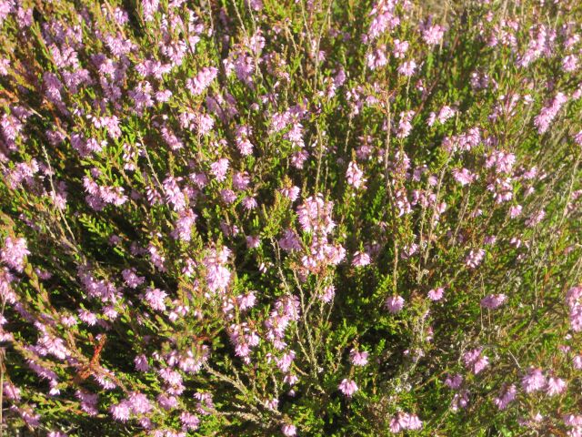 wrzosowiska - Wiesława Pinkowska