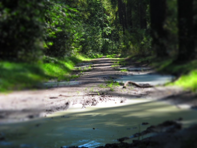 las ścieżka - TomFoto