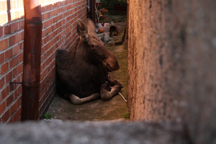 los - Beata Pieczyńska