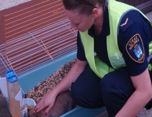 Królik znaleziony przez straż miejską - Straż Miejska Miasta Poznania