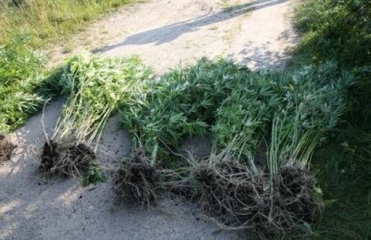 Konopie - rośliny - Archiwum Radia Merkury