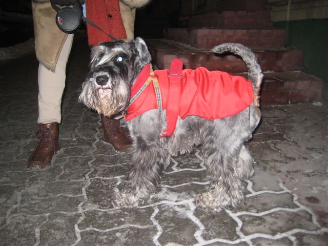 Pies w kurtce - Danuta Synkiewicz