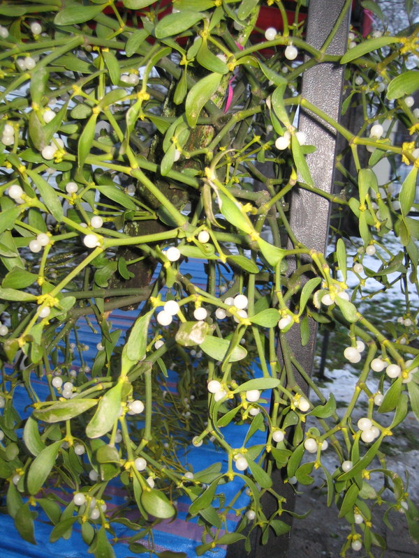 Jarmark Świąteczny w Szreniawie - Jacek Butlewski