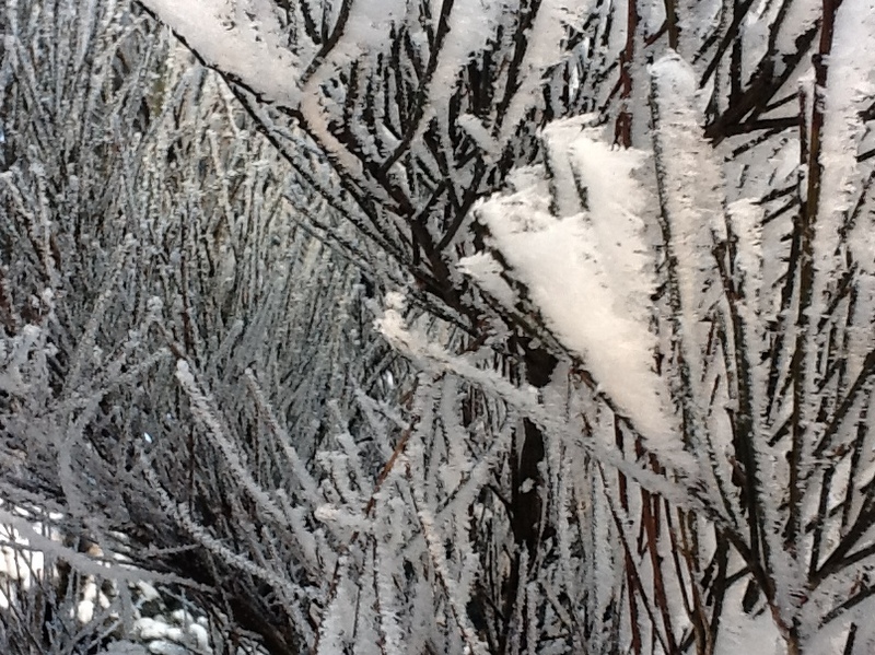 Zima - w lesie - Ilona Szwajcer
