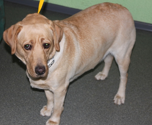 Porzucona labradorka - Straż Miejska Miasta Poznania