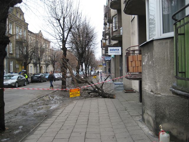 Złamany konar - Danuta Synkiewicz