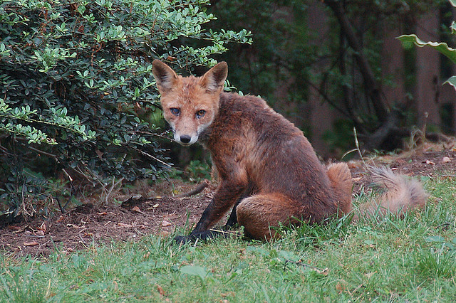 Lis  - Scott Ableman - CC Flickr