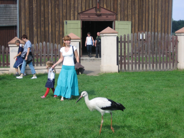 skansen Dziekanowice 1  - Rafał Muniak