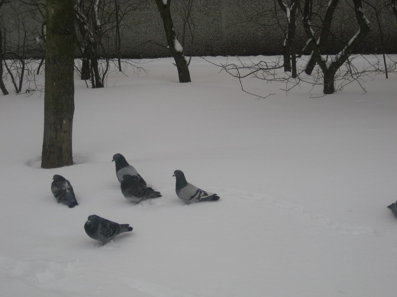 ziman 2013 śnieg, ulica, gołębie (9) - Jacek Butlewski