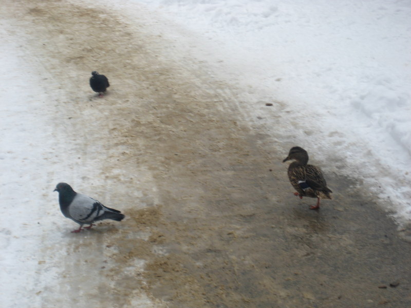 gołębie i kaczka - Jacek Butlewski