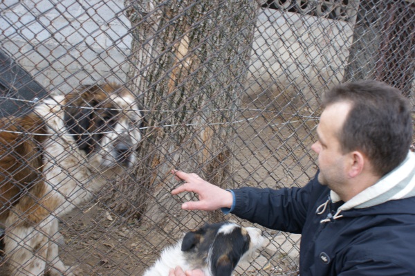 Pies bernardyn - uratowany - Beata Pieczyńska