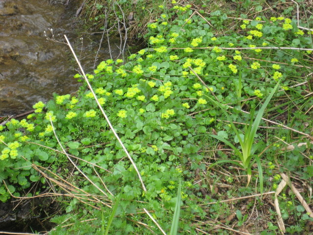 kwiaty łąka las - Jacek Butlewski