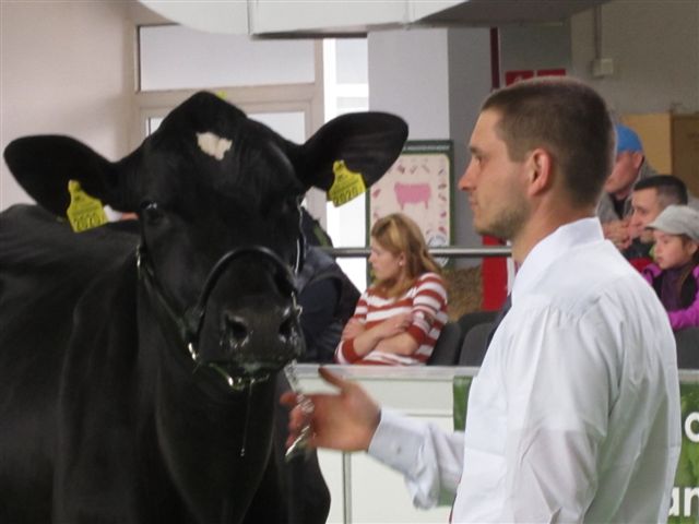 krowa targi - Magda Konieczna