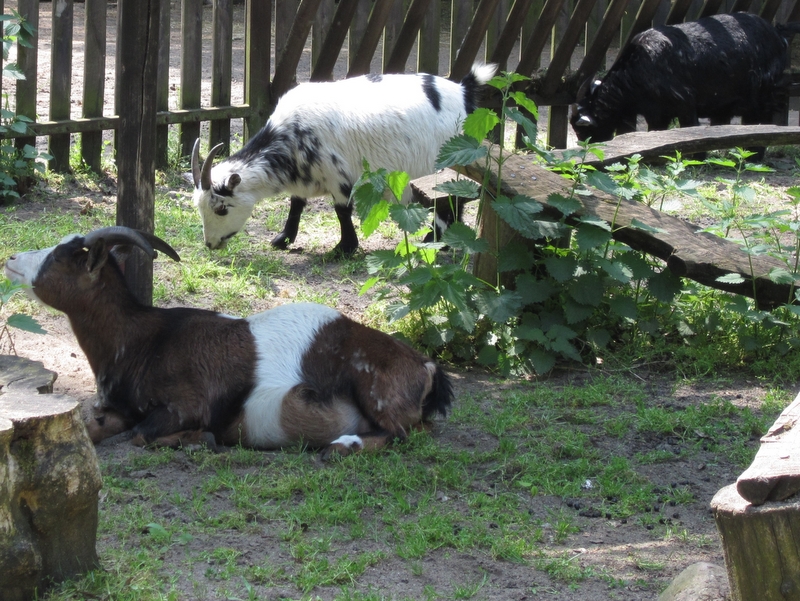 kozy w zoo, Juwenalia - Kinga Leszczyńska
