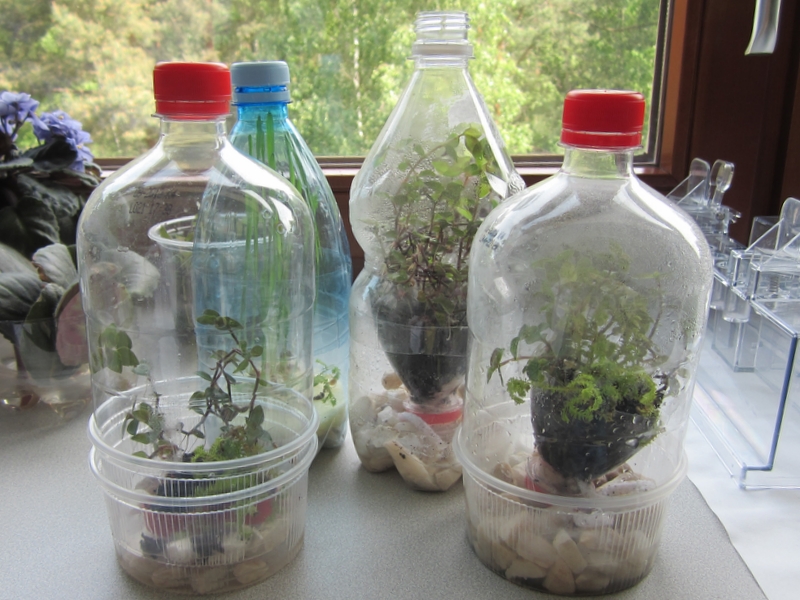 Fascynujące rośliny - Kinga Leszczyńska