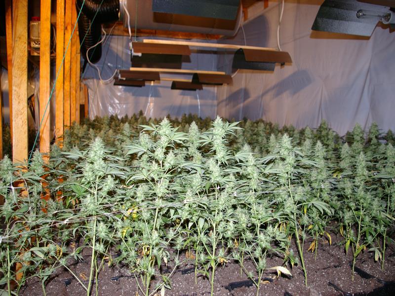 Marihuana - strzeżona przez psy - - Policja/Poznań