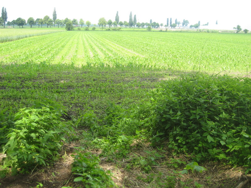 pole (1) - Jacek Butlewski