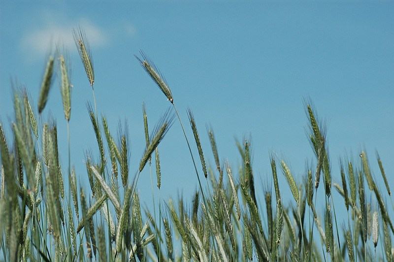 zboże - TomFoto