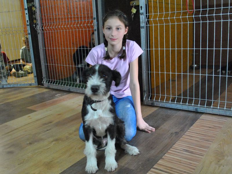 pies_do_adoppcji - Iwona Krzyżak