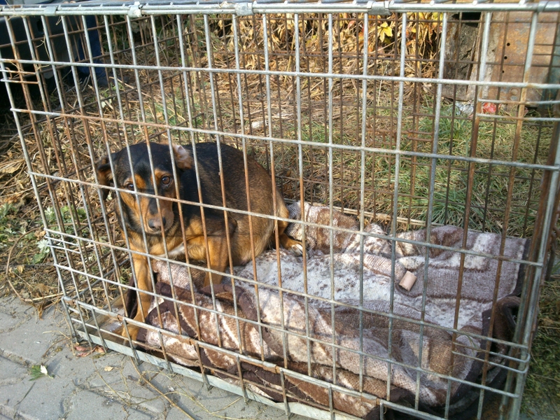 wylapana sfora - Emilia Chudzińska