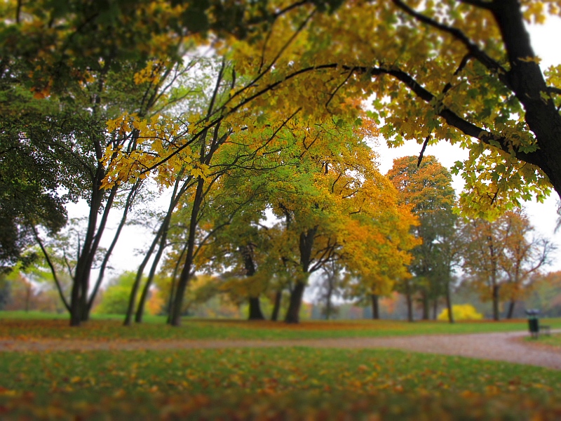 jesień park 1 - TomFoto