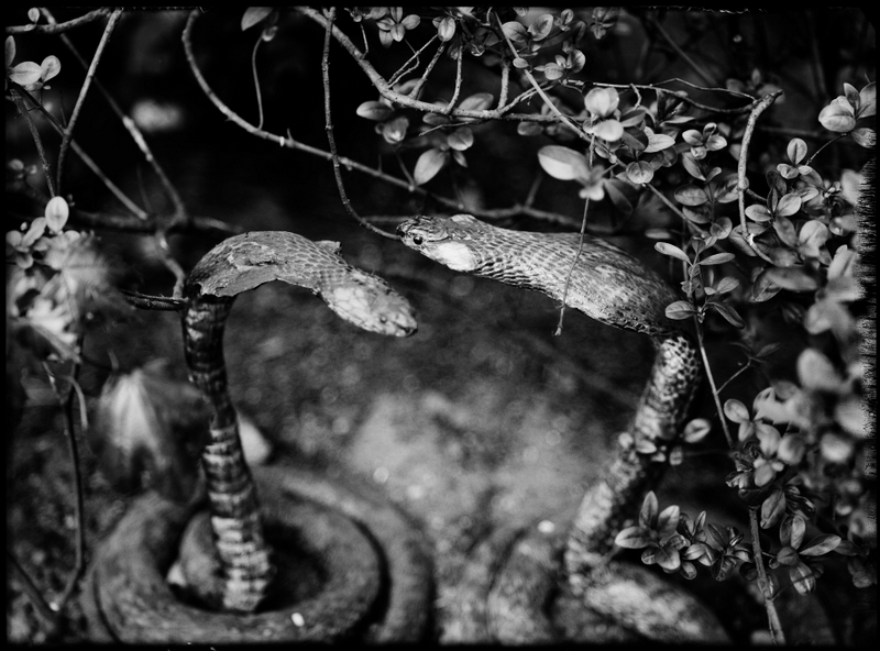 kobry - Wiesław Rakowski - 8. Biennale Fotografii w Poznaniu