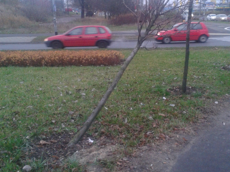 zniszczone drzewko (5) - Radio Merkury