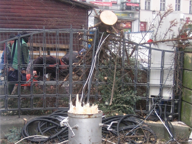 zlamana choinka 1 - Rafał Muniak