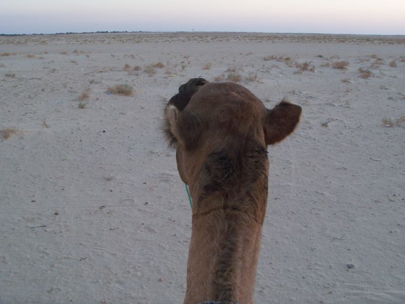 wielblad na pustyni - Szymon Mazur
