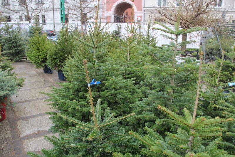 Grzegorz Maciejewski