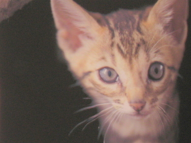 Kot - dachowiec - Archiwum Radia Merkury