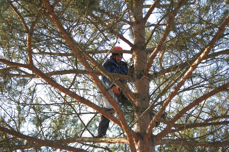 szyszkowe żniwa leśnik na drzewie - Adam Standio  - Nadleśnictwo Zdrojowa Góra