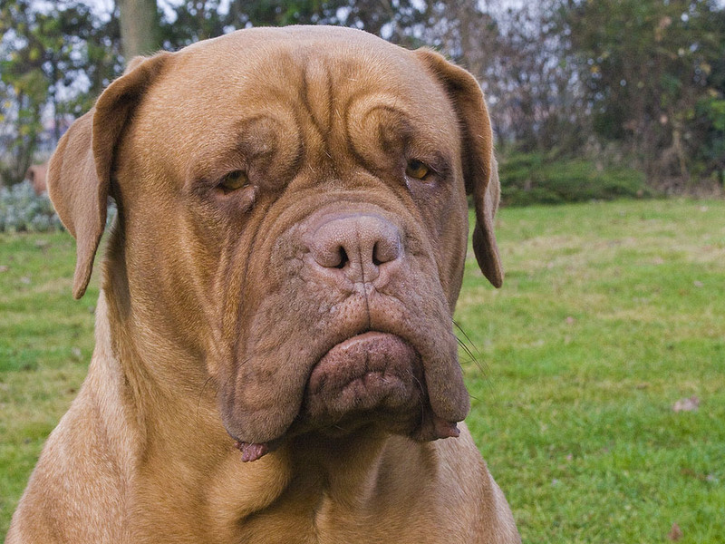 Dogue_de_Bordeaux_serious - spaceodissey - CC Wikipedia
