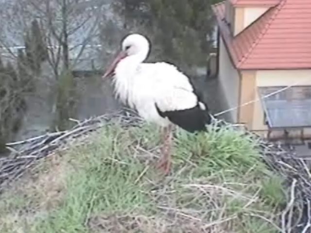 bociek z przygodzic - Bociany.ec.pl