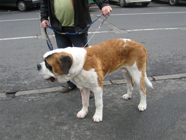 Aleksandra Włodarczyk