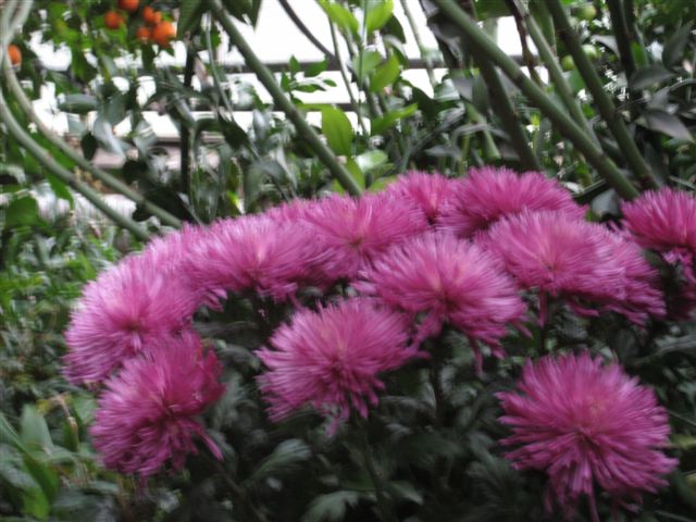 Aleksandra Włodarczyk