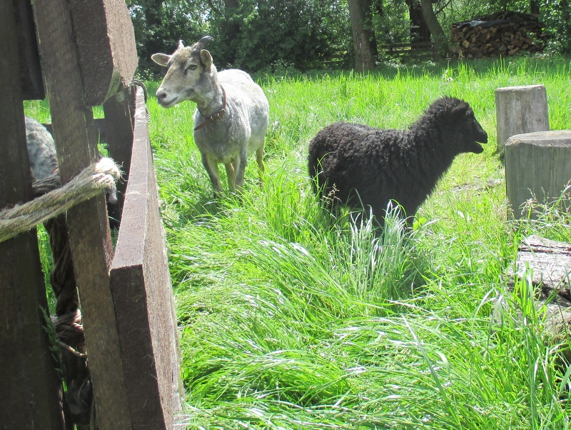 zwierzyniec grodziska na zawodziu - Danuta Synkiewicz