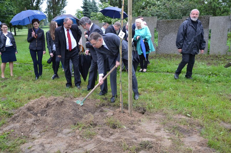 platany9 - Danuta Synkiewicz