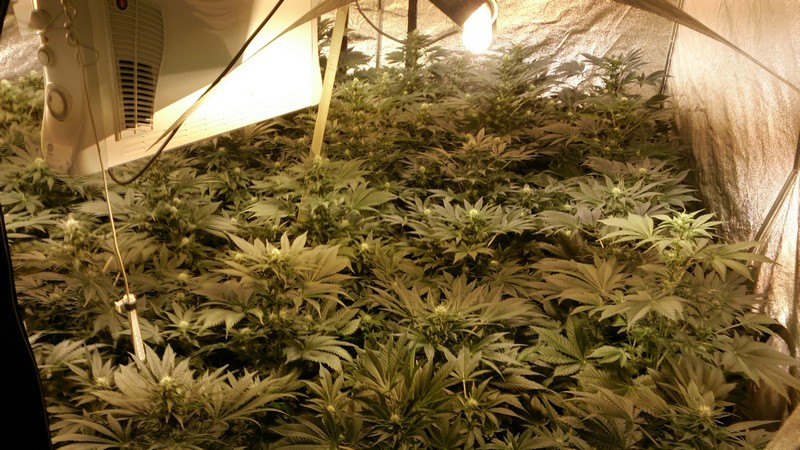 marihuana podziemna hodowla - Policja/Poznań
