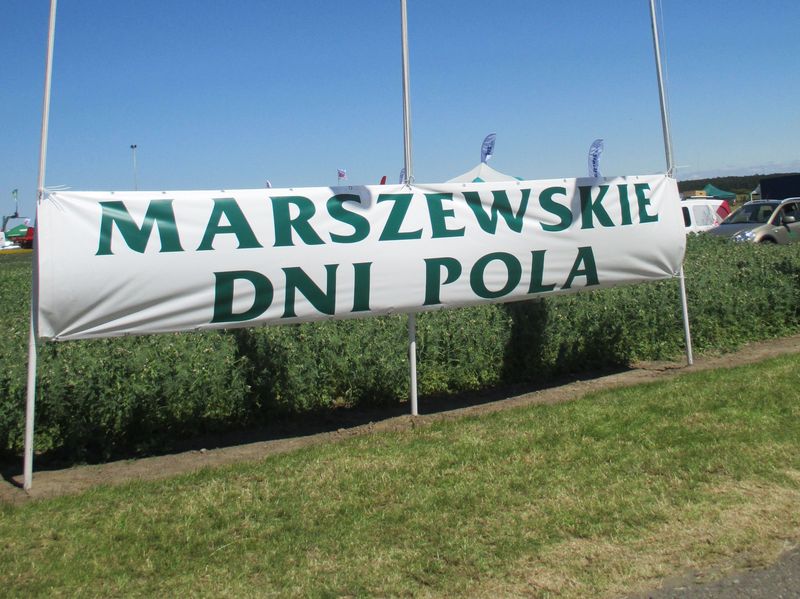 marszewskie dni pola - Danuta Synkiewicz