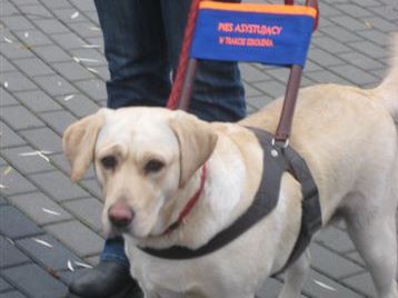 Pies asystujący niewidomym - Wiesława Pinkowska