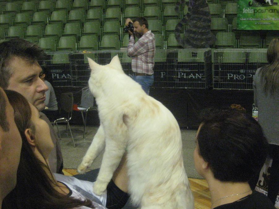 koty na wystawie (4) - Jacek Butlewski 