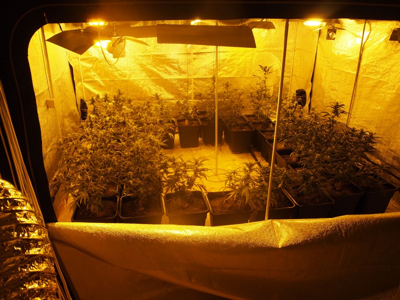 konopie hodowane w kozich - Policja/Poznań