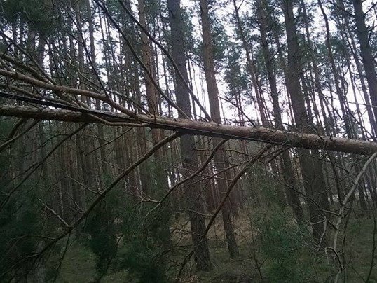 powalone drzewo margonin1 - OSP Margonin
