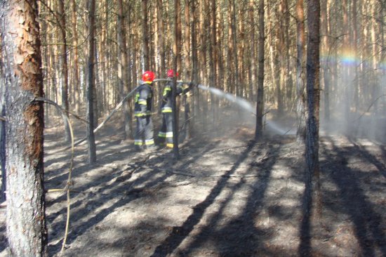 pożar lasu gaszą strażacy - Straż Pożarna/Poznań