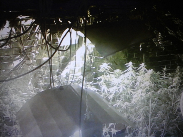 plantacja konopi w pile - Policja Piła