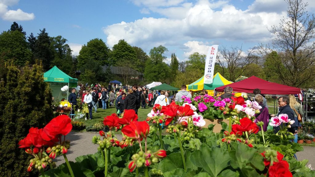 majówka botanik 2015 - Jacek Cerkaski