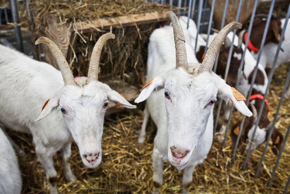 kozy na targach krajowa wystawa zwierząt - MTP KWZH